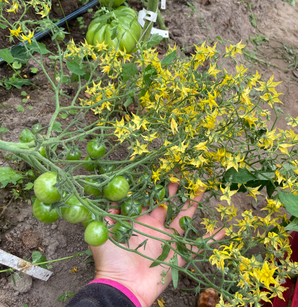 Tomāti “Yellow Quartz Multiflora” (stāds)