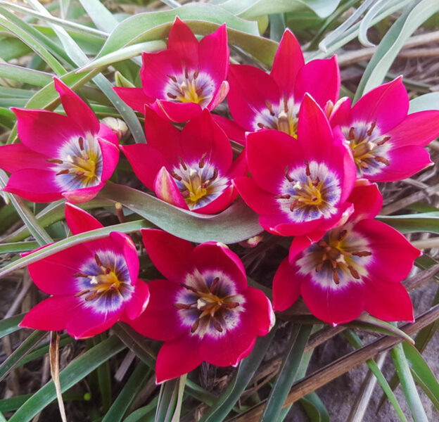 Botāniskā tulpe “Tiny Timo” 05/10/24