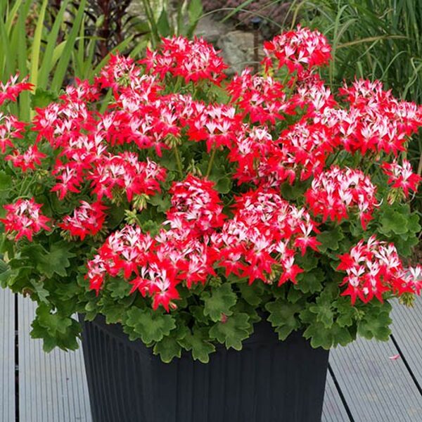 Pelargonija “Fireworks Red-White”