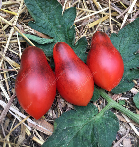 Tomāti “Red Antho Pear”