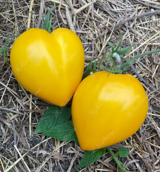 Tomāti “Yellow Scallop”