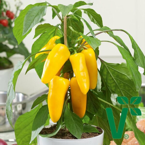 Podu paprika ''Sweet Bells Yellow''
