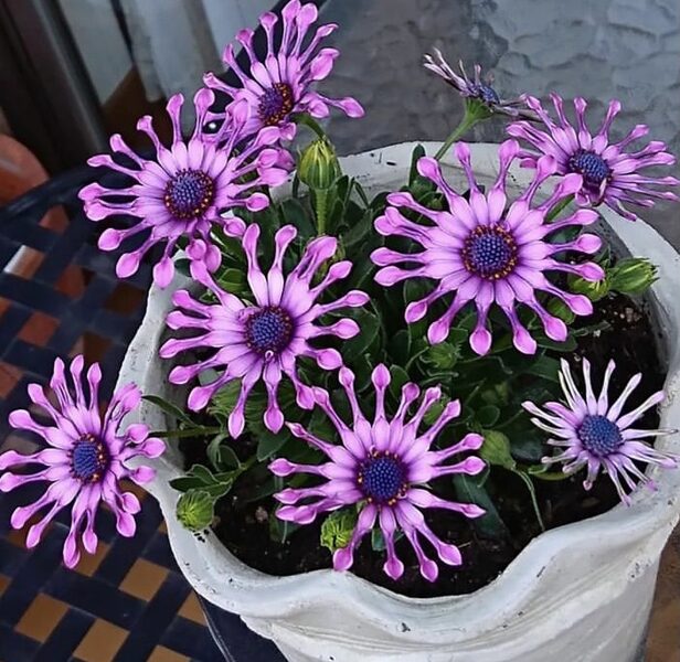 Akmenssēkle “Margarita Purple Spoon”