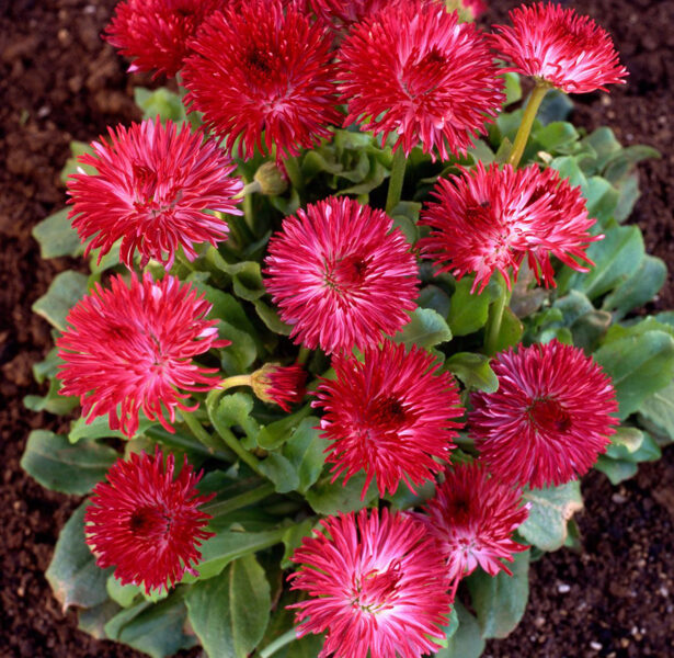 Mārpuķīte “Habanera Red”