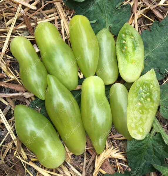 Tomāti ”Dancing Green Fingers” (stāds)