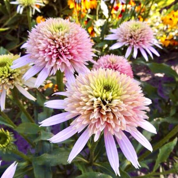 Echinacea 'Cherry Fluff'