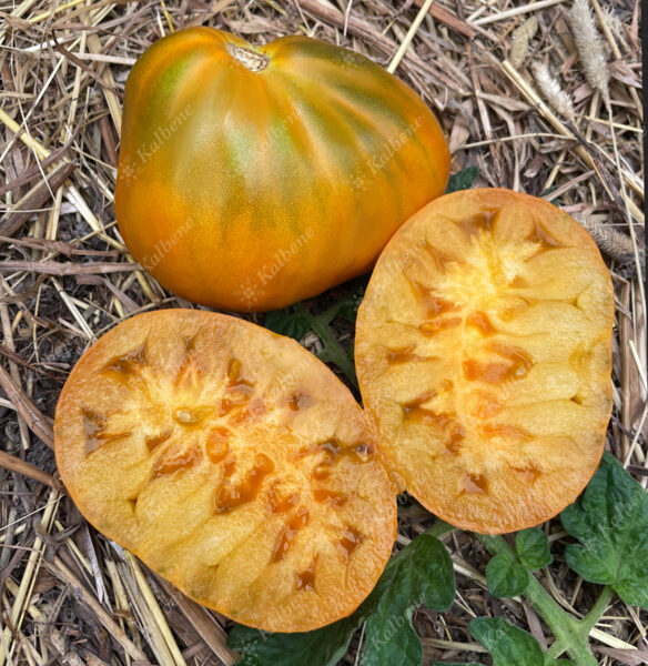 Tomāti “Okera Bumbieris”