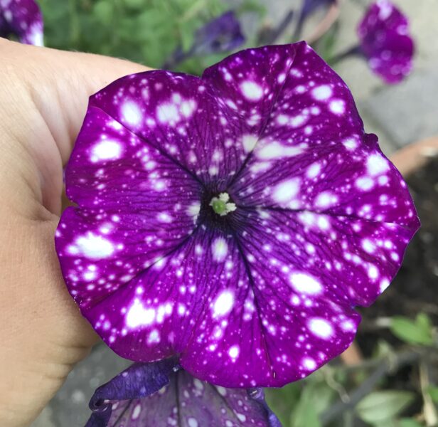 Petūnija “Sparkling Burgundy“