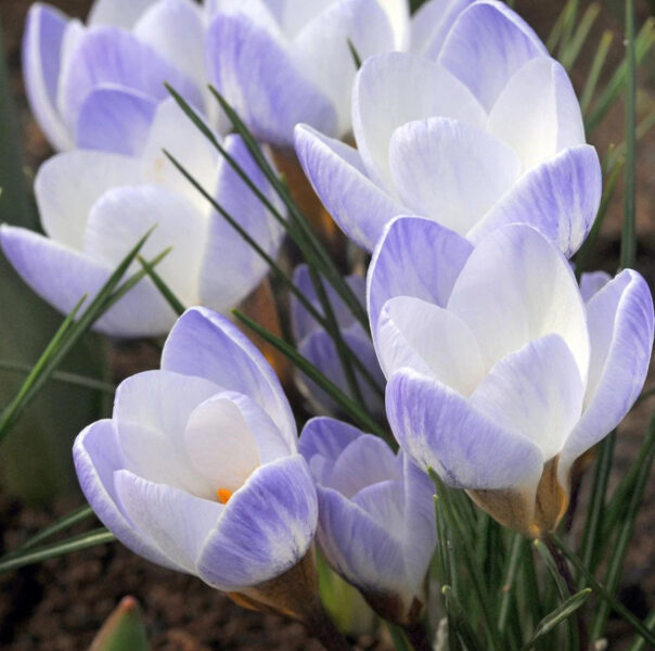 Krokuss “Blue Pearl”