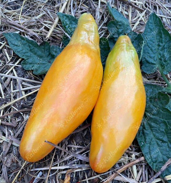 Tomāti “Tulip Heart”