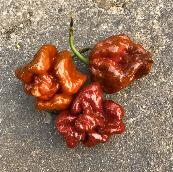 Čili pipari “Carolina Reaper Caramel”