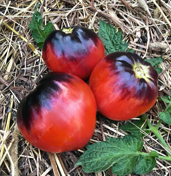 Tomāti “Sgt. Pepper”