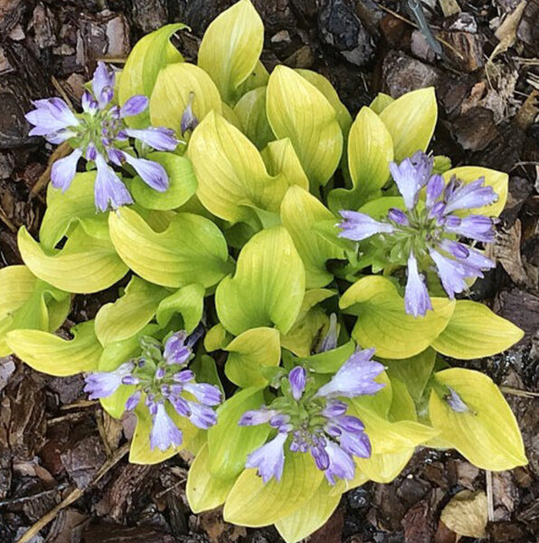 Jaunstāds - Miniatūrā hosta “Sun Mouse”