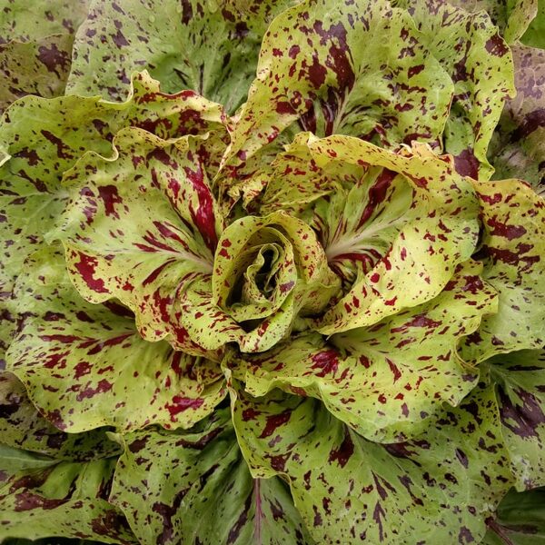 Endīvija “Variegata Di Castelfranco”