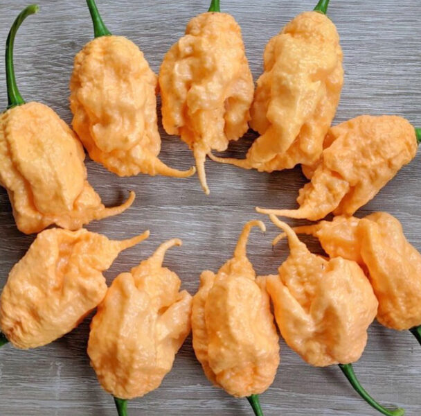 Čili pipars “Carolina Reaper Golden”