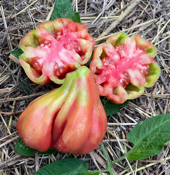 Tomāti “Tlacolula Pink”