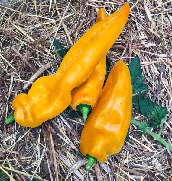 Paprika “Corno di Toro Giallo”