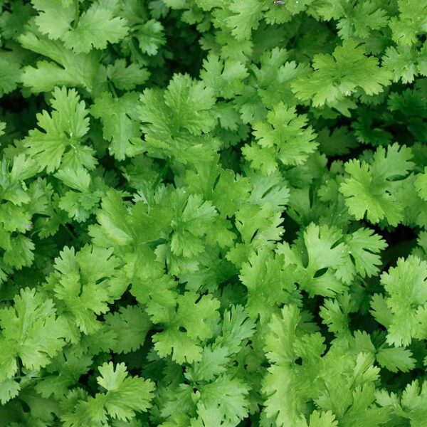 Citronu koriandrs