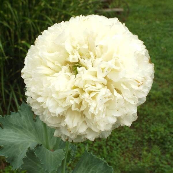 Magone “Cream Paeony”