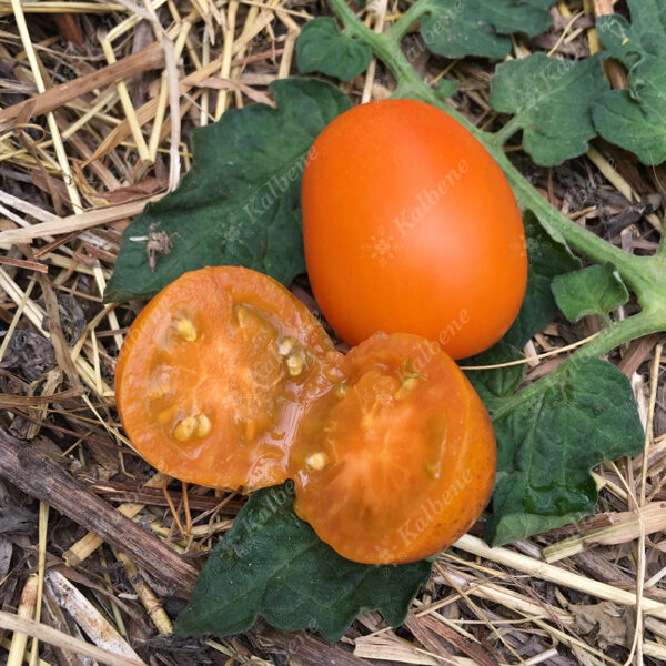 Tomāti “Ambrozija”