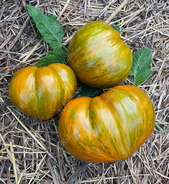 Tomāti “Babylons Glow”