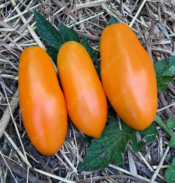 Tomāti “Midas”