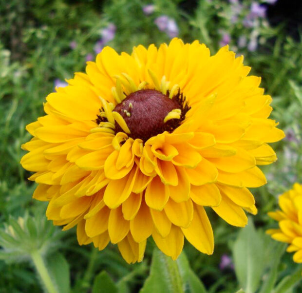 Rudbekija “Maya”