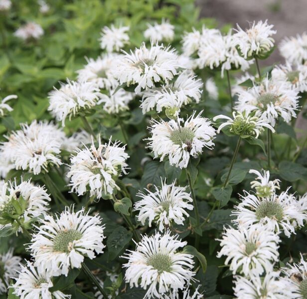 Monarda “Bee-Bright”