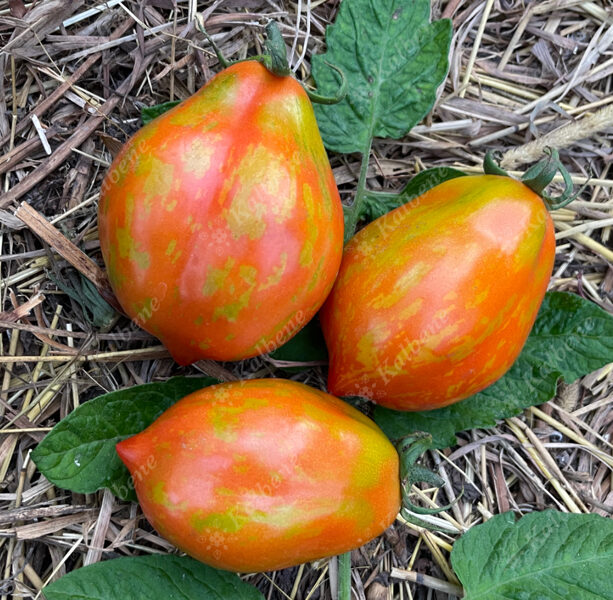 Tomāti “Raibais Ķekars”