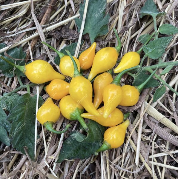 Čili pipari "Biquinho Amarillo"