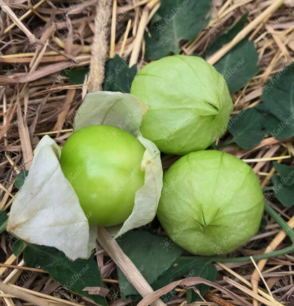 Meksikas fizālis “Tomatillo Verde”