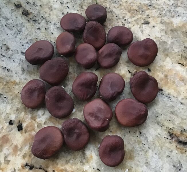 Sarkanās cūku pupas