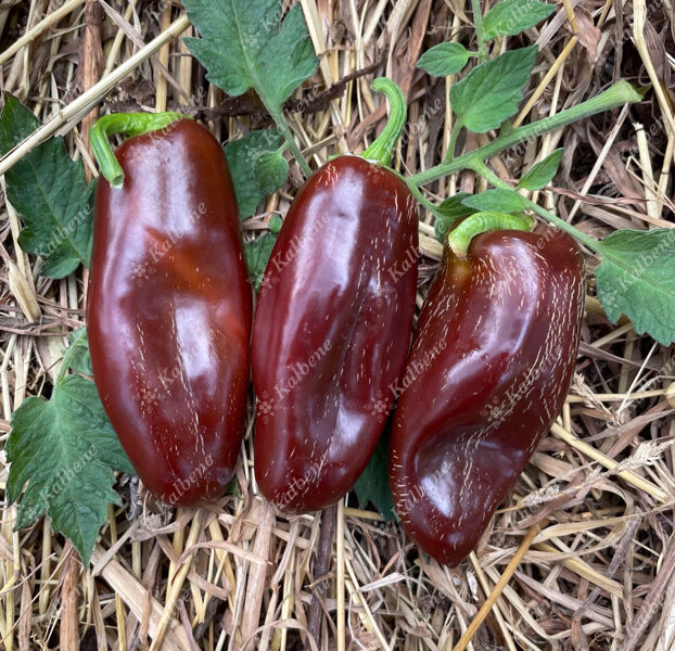 Čili pipari ''Jalapeno Brown''