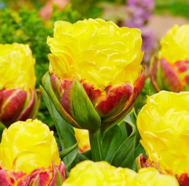 Tulpe “Ice Cream Banana” 05/10/24