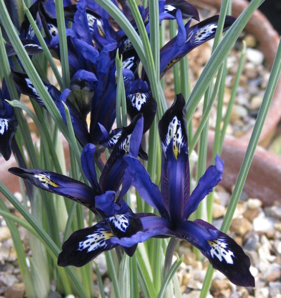 Tīkliņīriss “Blue Note”