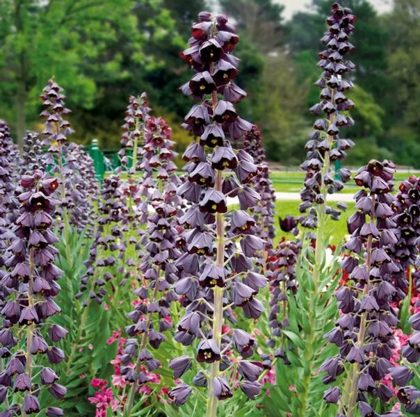 Persijas fritilārija