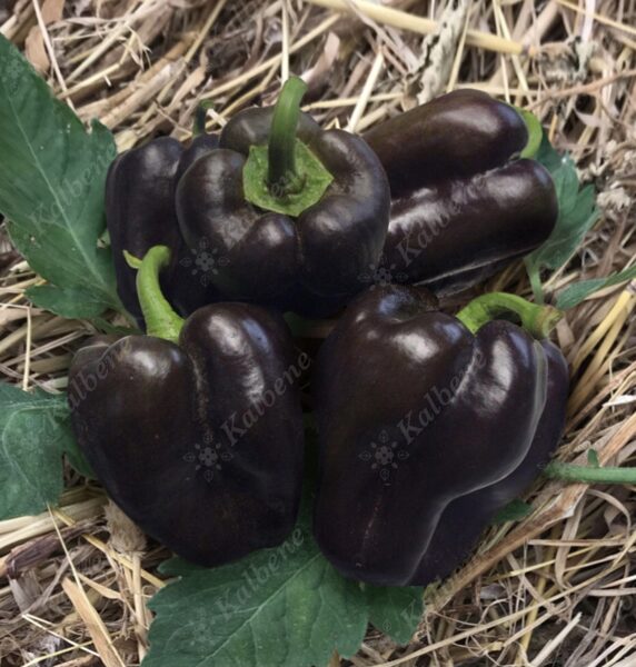 Paprika “Zulu”