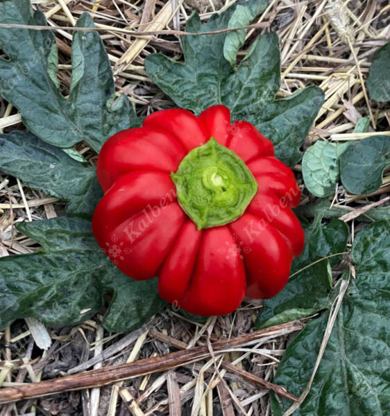 Saldā paprika “Rondo”