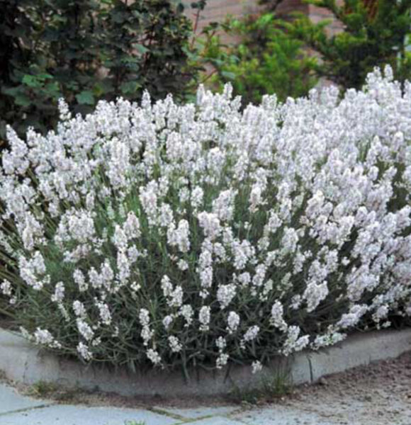 Lavanda “Ellegance Snow”