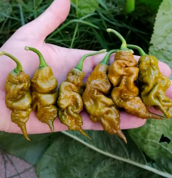 Čili pipars “T-Rex Mustard”