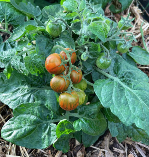 Balkona tomāti “Rambling Red Stripe”