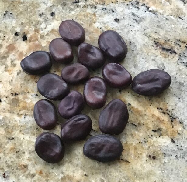 Violetās cūku pupas