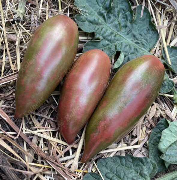 Tomāti “Purple Smaragd”