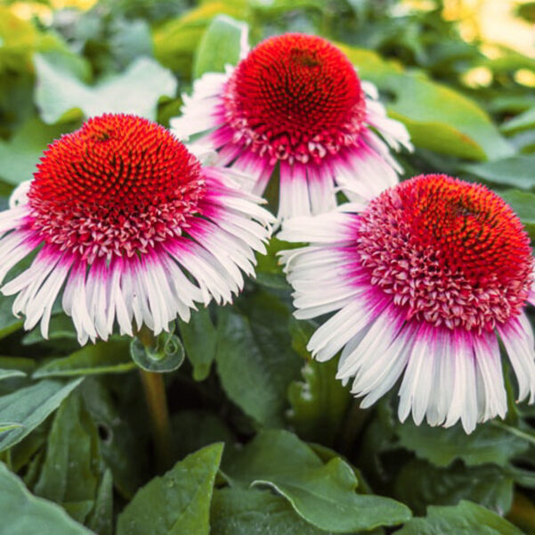 Ehinācija “Strawberry Cream”