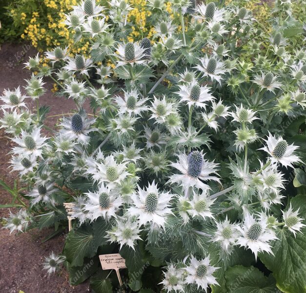 Alpīnā zilpodze “Magical White Lagoon”