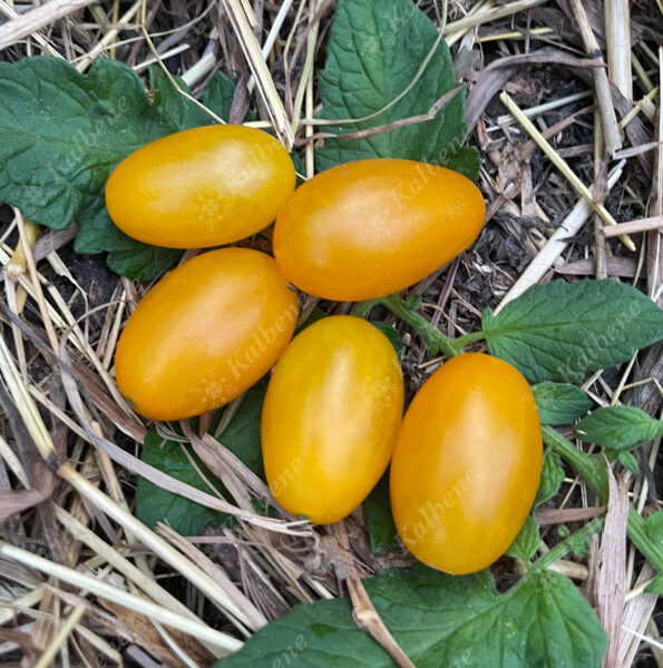 Tomāti “Galapagu Salu”