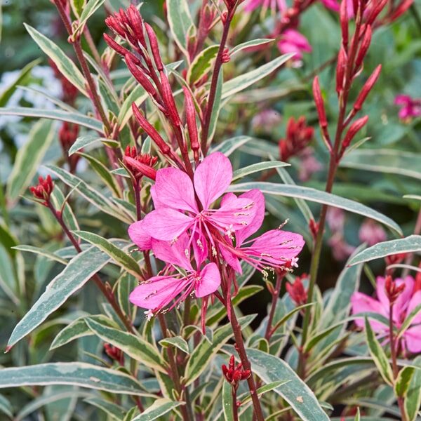 Gaura “Gambit Variegata Rose”