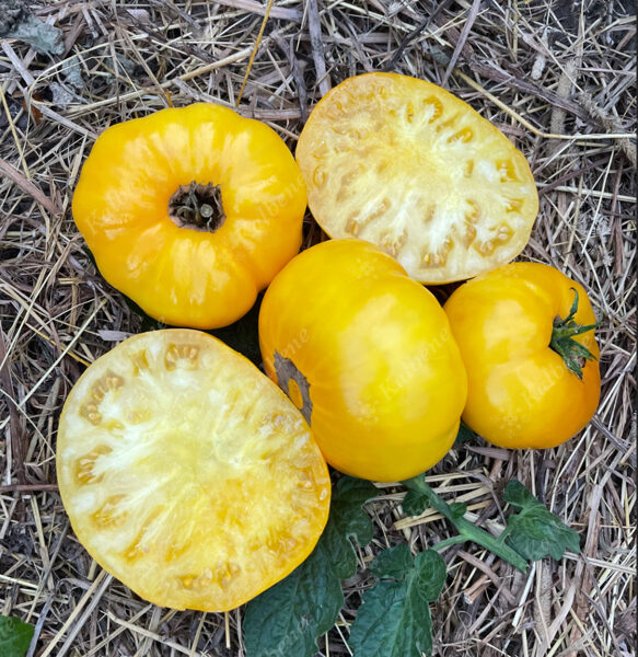 Tomāti “Citronu Gigants”