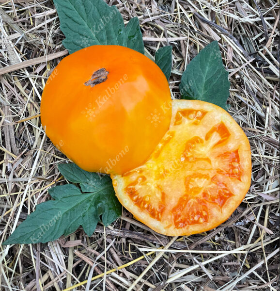 Tomāti “Melon”