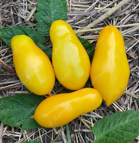 Tomāti “Golden Rain”